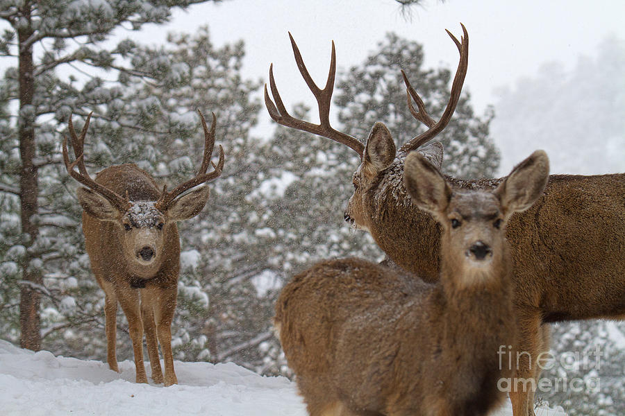 Mule Deer Buck Photograph - Threes a Crowd by Jim Garrison