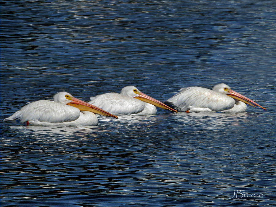 Three's Company Photograph by Jennie Breeze - Fine Art America