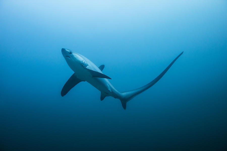 Thresher Shark Photograph by NiCK