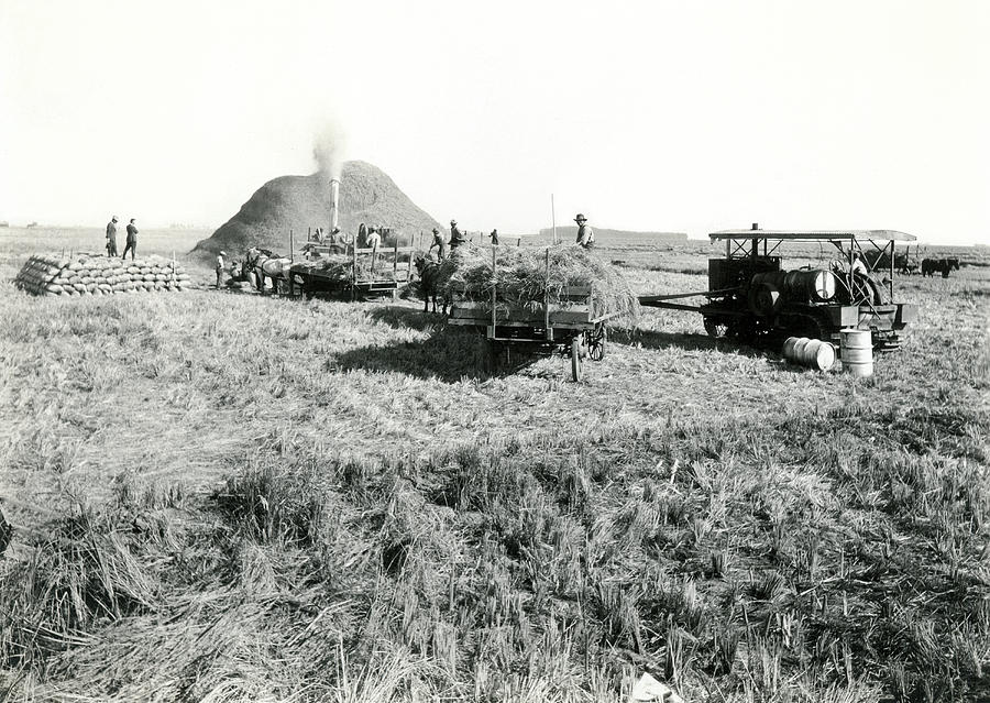 Threshing Rice In California Photograph by Underwood Archives