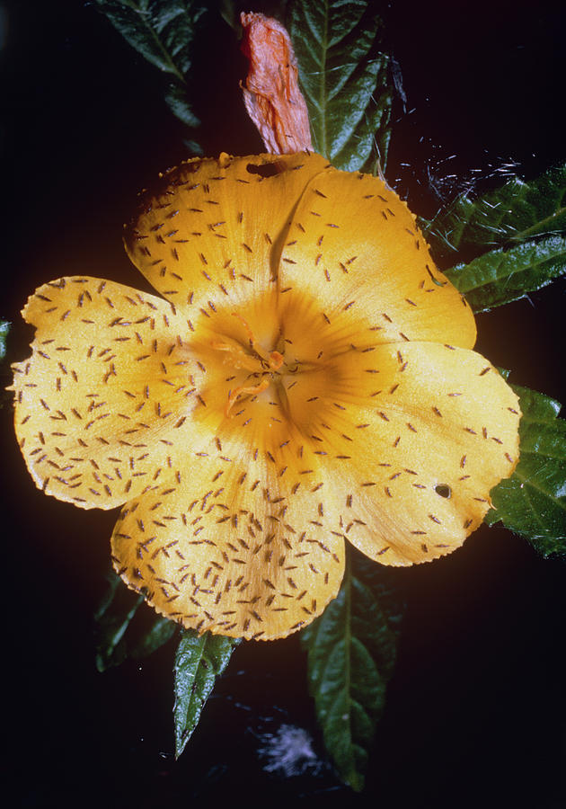 Thrips Of Thunder Flies Feeding On Flowers Photograph by Dr Morley Read ...