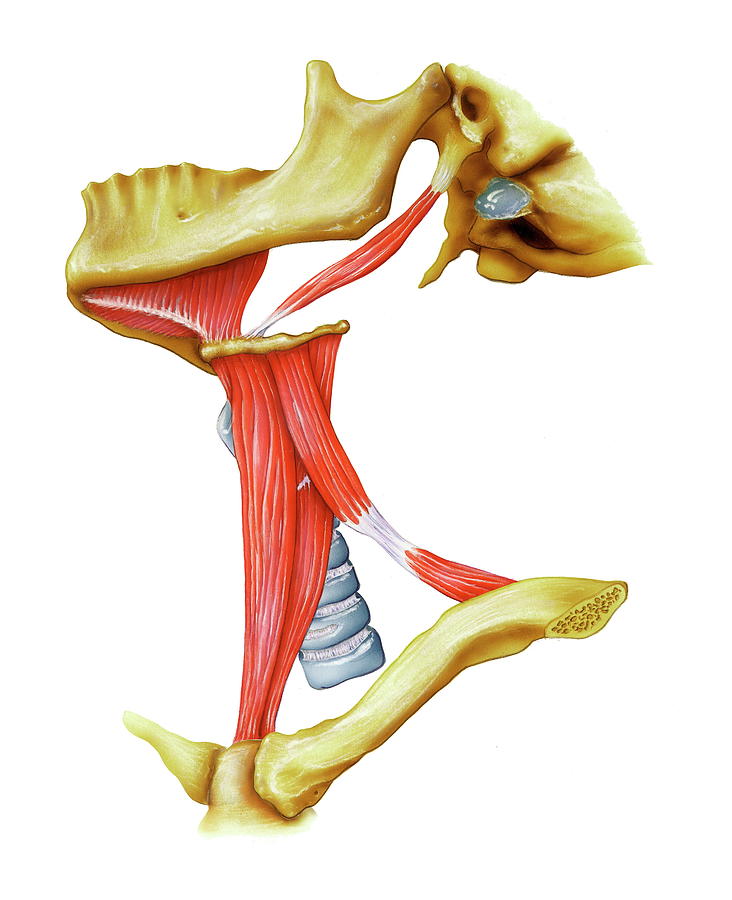 Throat Muscles Photograph By Bo Veisland Science Photo Library - Pixels