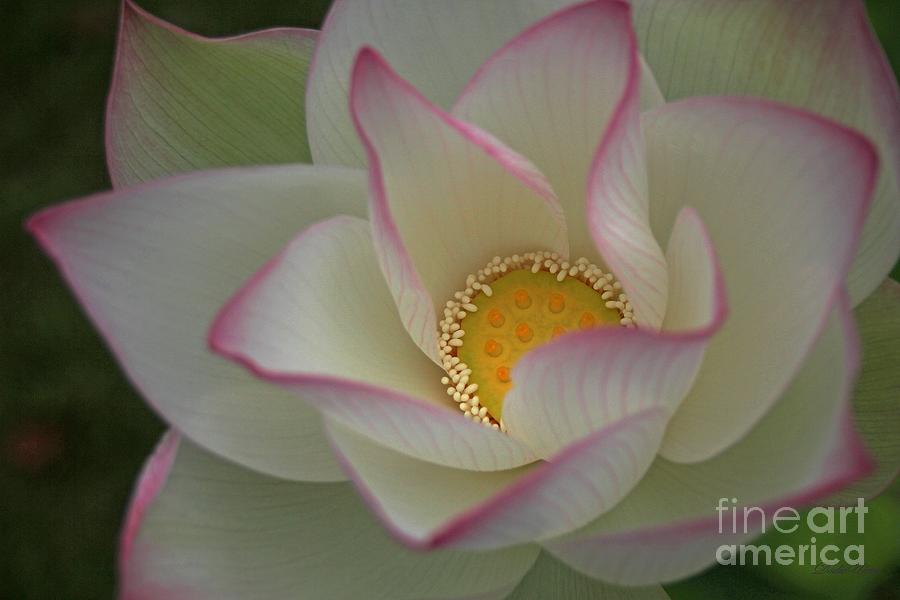 Nature Photograph - Throne of the Buddha by Dodie Ulery