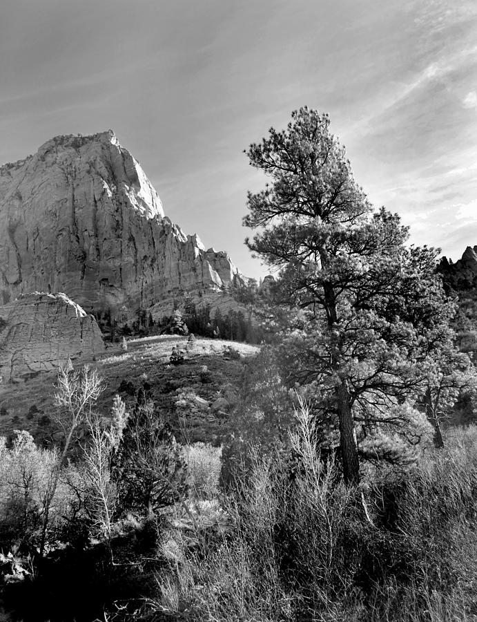 Thrones and Conifer Kolob Zions NP Photograph by Nathan Abbott