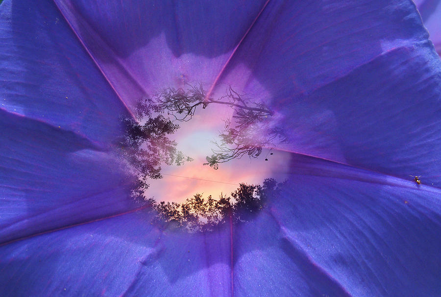 Through a Morning Glory Photograph by Ginny Schmidt