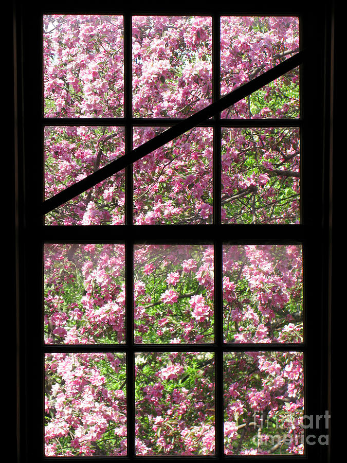 Flower Photograph - Through an Old Window by Olivier Le Queinec