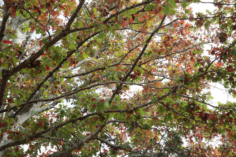 Through Autumn Oak Branches Photograph by Carol Groenen