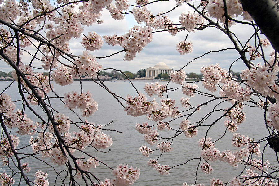 Jefferson Through Cherry Blossoms Photograph by Cora Wandel