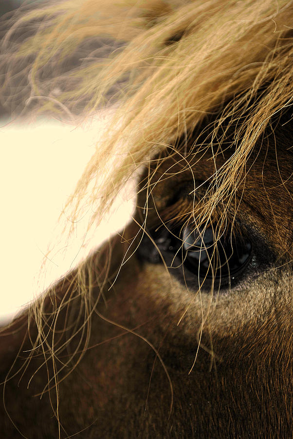 Nature Photograph - Horse  by Chastity Hoff