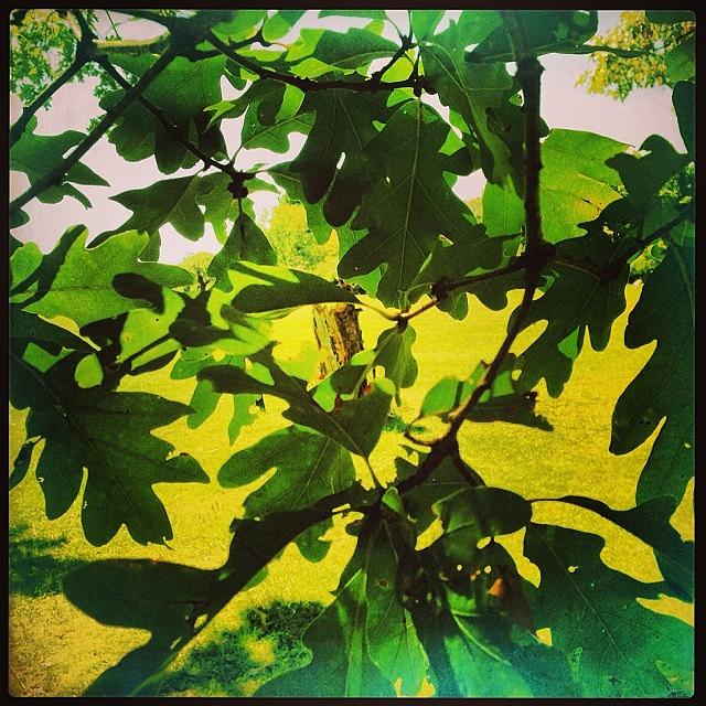 Hipstamatic Photograph - Through Leaves #hipstamatic by Mary Ann Reilly
