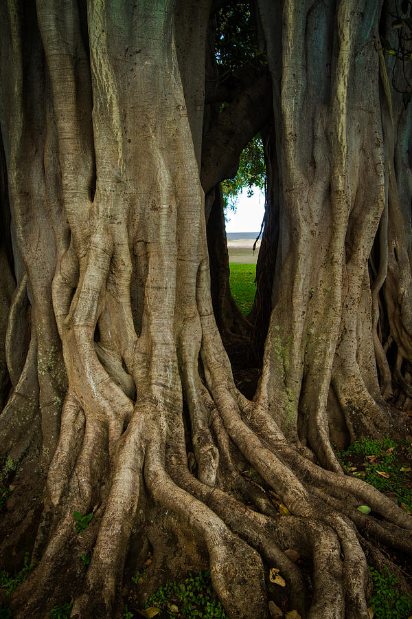 Through the Banyan Tree Photograph by Roger Mullenhour