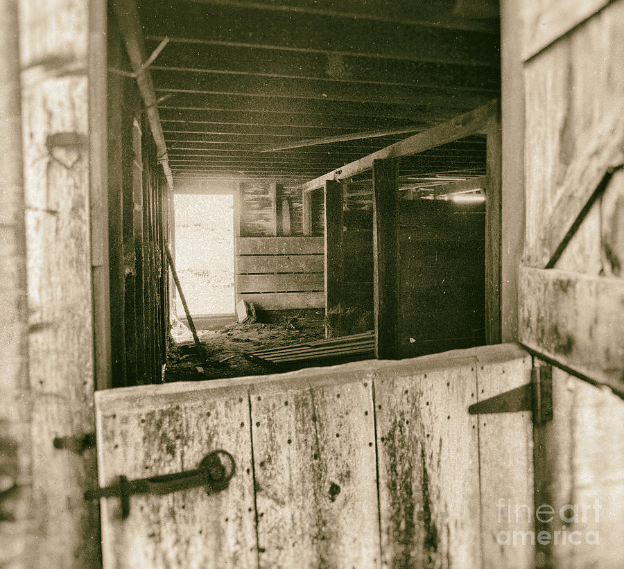 Through The Barn Door Photograph by Pam  Holdsworth