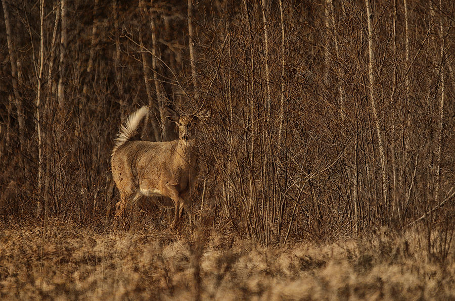 Through the Brush Photograph by Sue Capuano