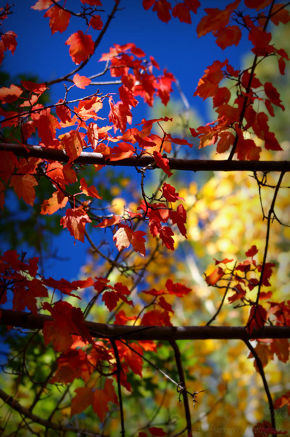 Through the Colorful Leaves Photograph by Aaron Burrows