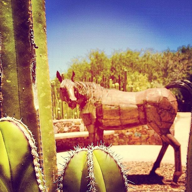 Nature Photograph - Through The Desert On A Horse With No by Jenn Waite