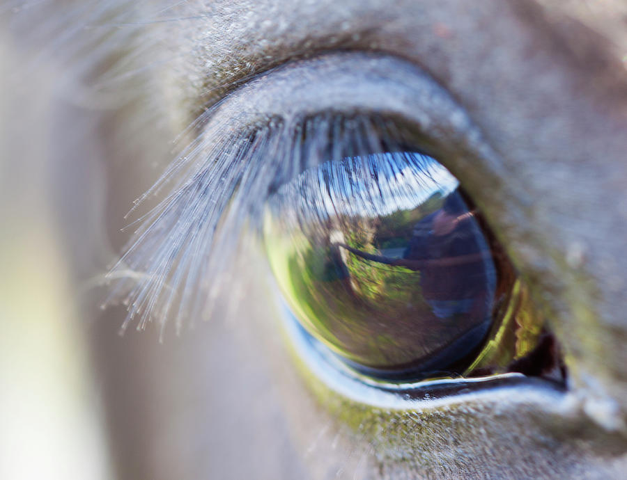 Through The Eye Of A Horse Photograph by Clive Rees Photography