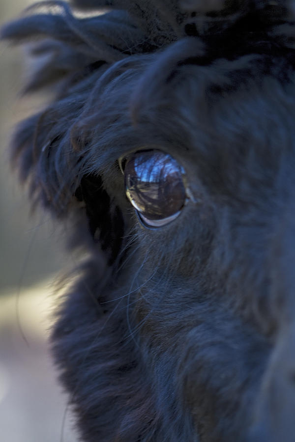 Through The Eye Of An Alpaca Photograph by Kathy Clark