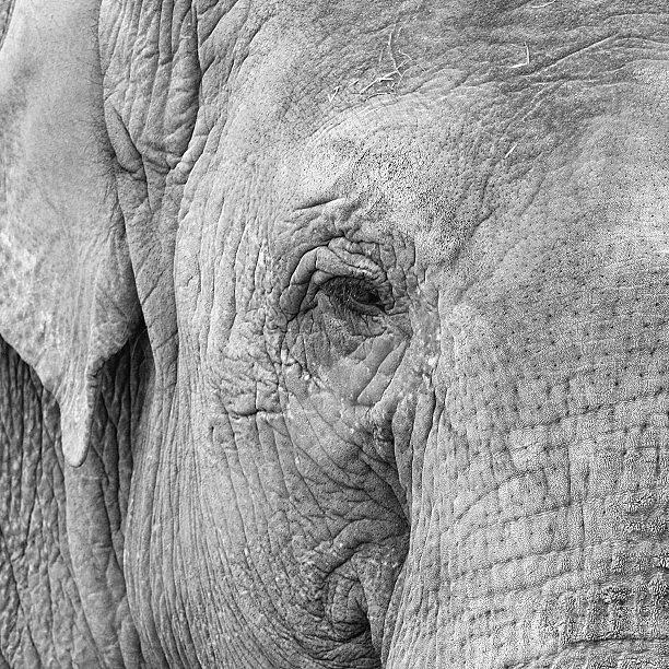 Chesterzoo Photograph - Through The Eyes On An Elephant by Peter Elliott