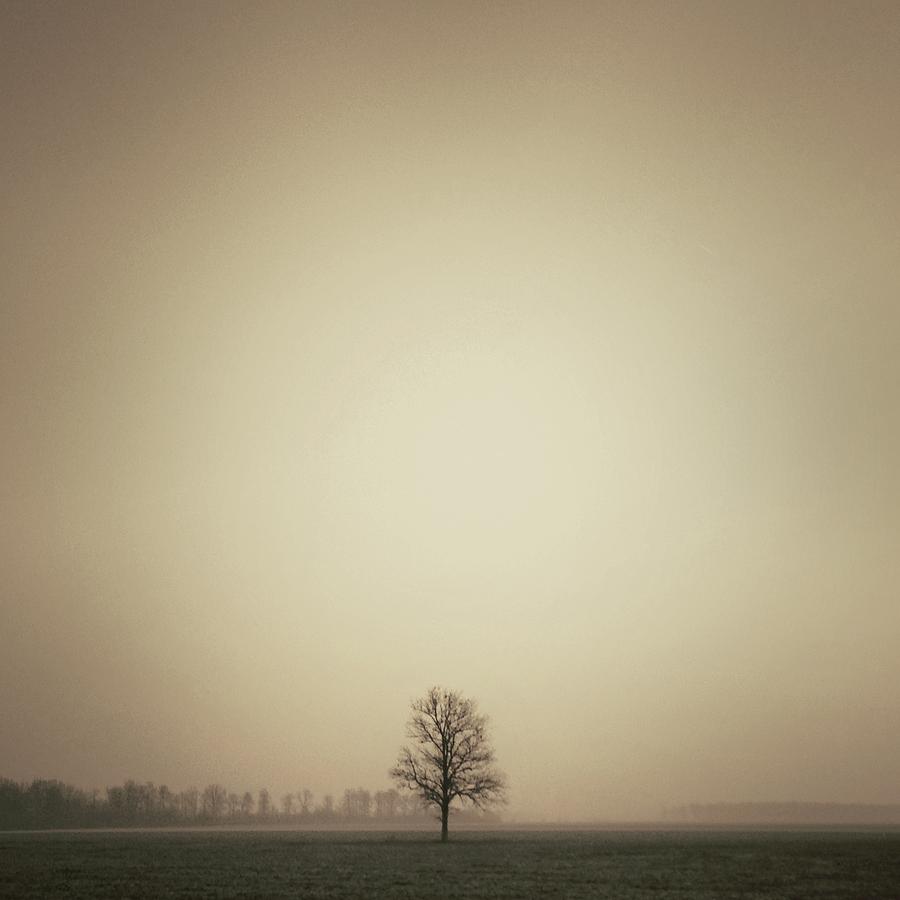 Through the Fog Photograph by Eric Ward