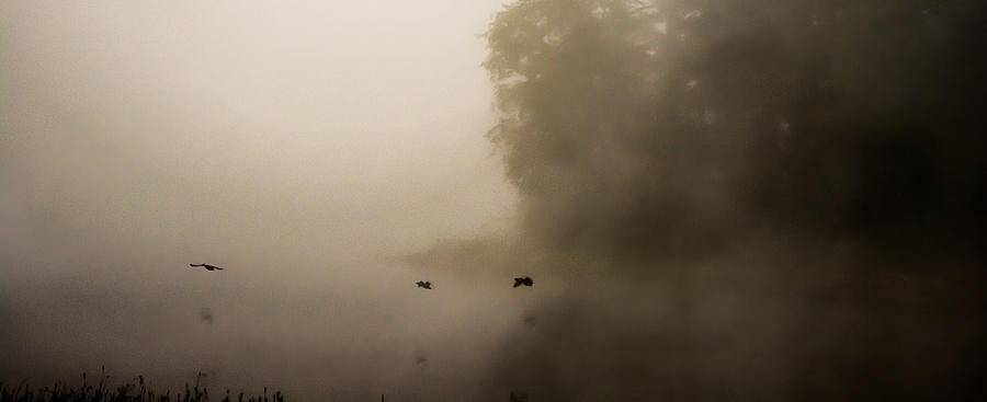 Through the Fog Photograph by Parker Cunningham