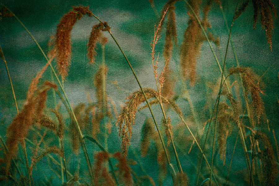 Through the Grass Painting by Bonnie Bruno