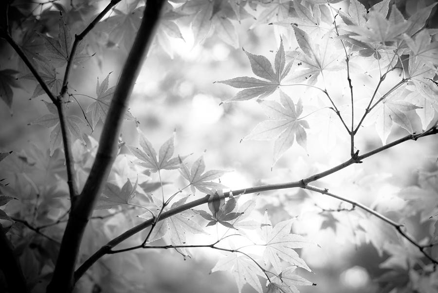 Black And White Photograph - Through The Leaves by Darryl Dalton