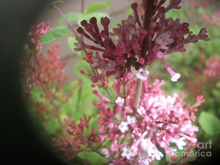 Flower Photograph - Through the Looking Glass by Isabelle Holt