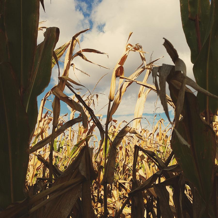 Through the Maze Photograph by Nikki Watson McInnes - Fine Art America