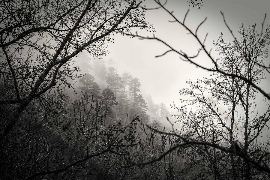 Through the Fog Photograph by David Dedman