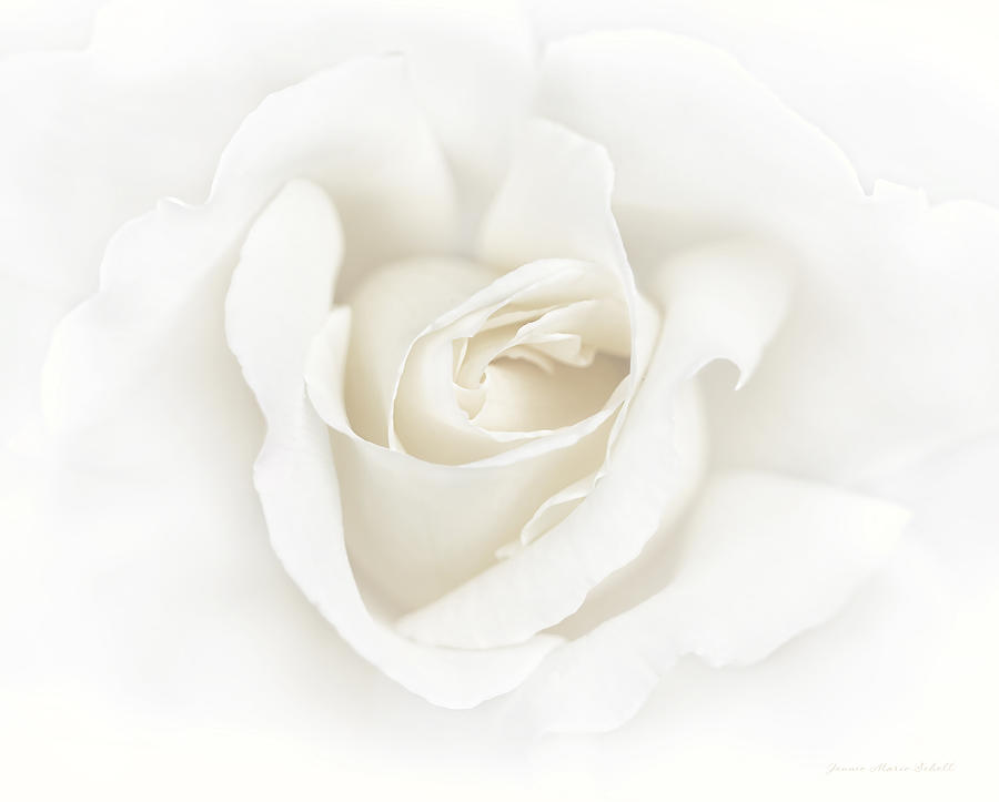 Nature Photograph - Misty Ivory White Rose Flower by Jennie Marie Schell