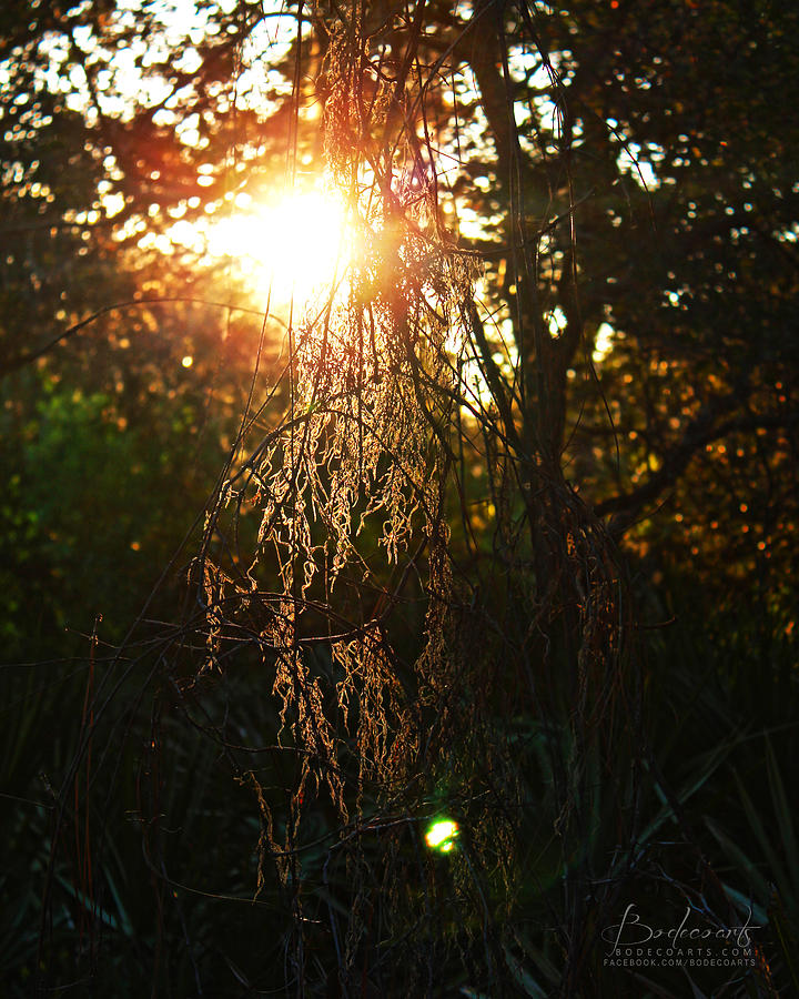 Sunset Photograph - Through the Mossy Knoll Spanish Moss in Trees Dunedin Florida by Robin Lewis