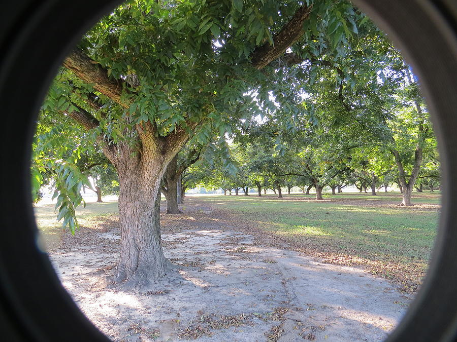 Through The Orchard Photograph by Aaron Martens
