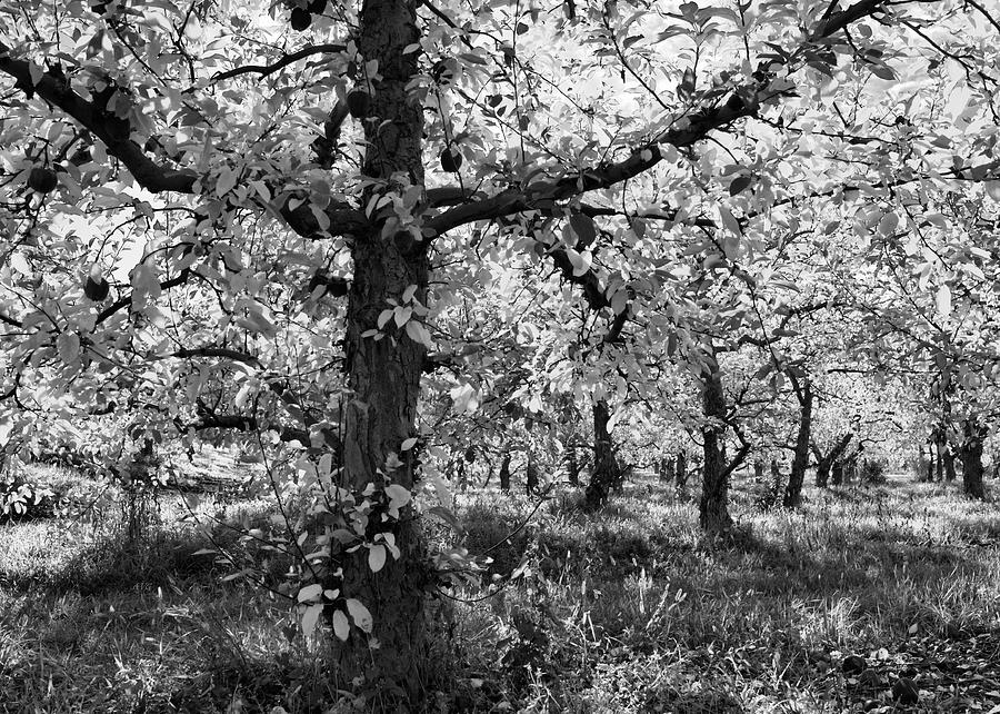 Through The Orchard Photograph by Allan Van Gasbeck