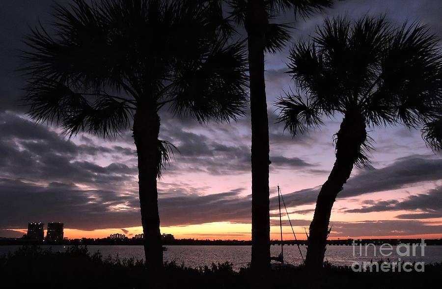 Boat Photograph - Through the Palm Trees by Beth Williams