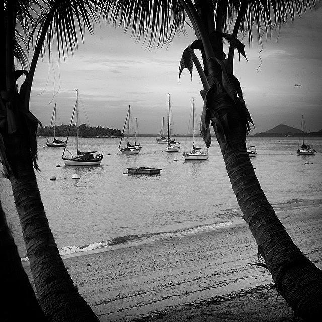 Boat Photograph - Through The Palms by Aleck Cartwright