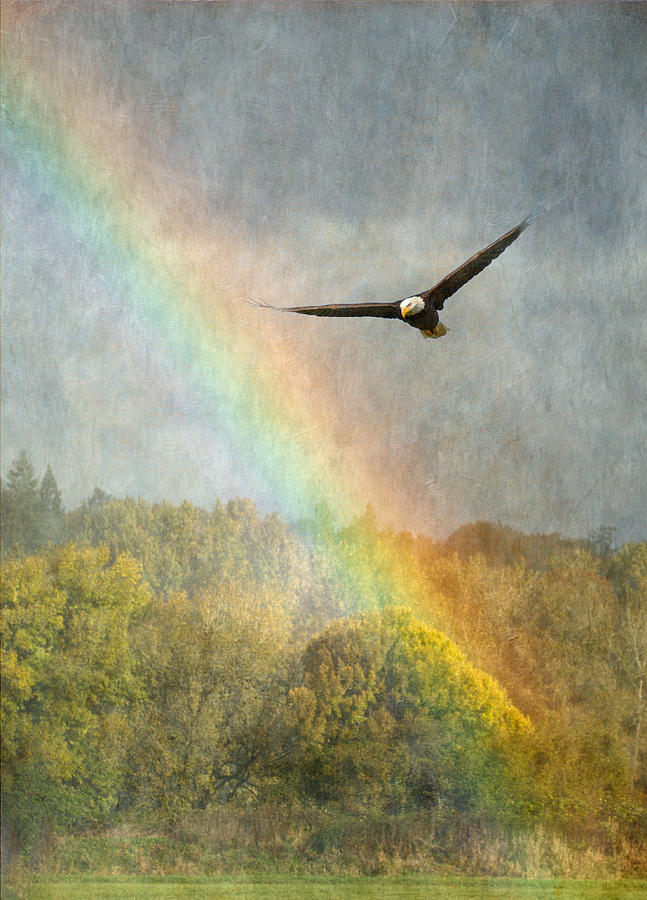 Eagle Photograph - Through the Rainbow by Angie Vogel