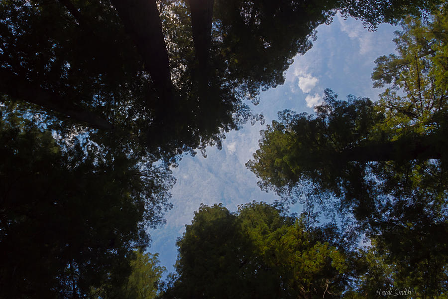 Through The Redwoods Toward The Heavens Photograph by Heidi Smith