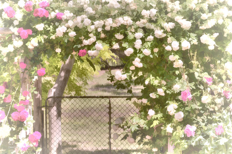 Through the Rose Arbor Photograph by Elaine Teague