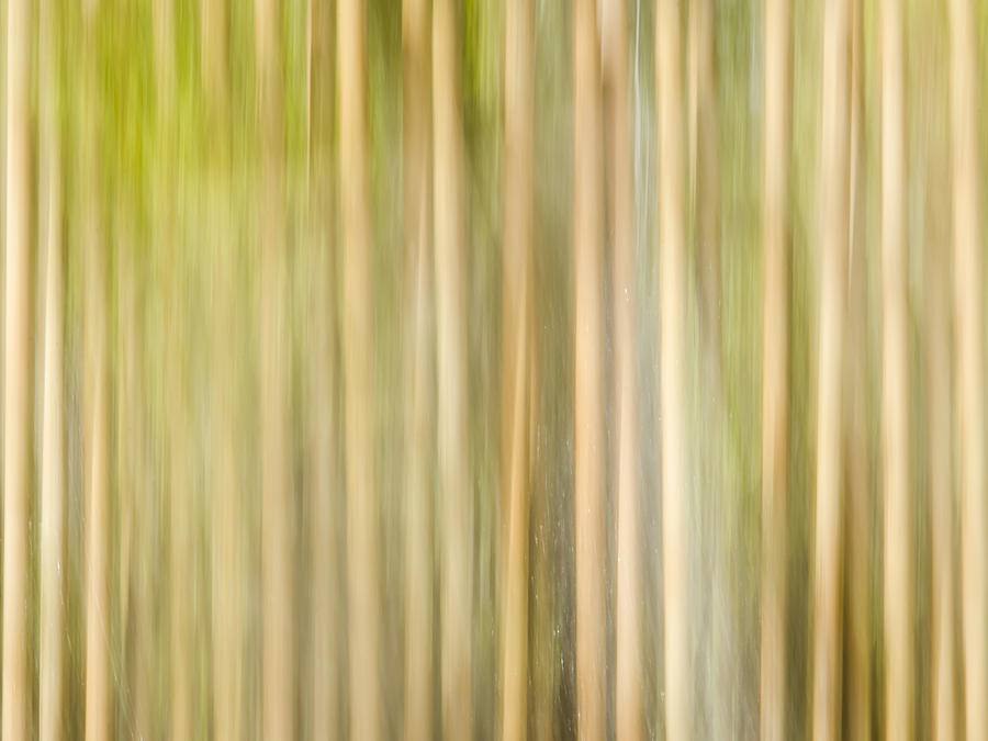 Abstract Photograph - Through the Trees by Carolyn Marshall
