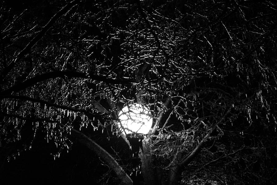 Winter Photograph - Through The Trees by Heather Allen