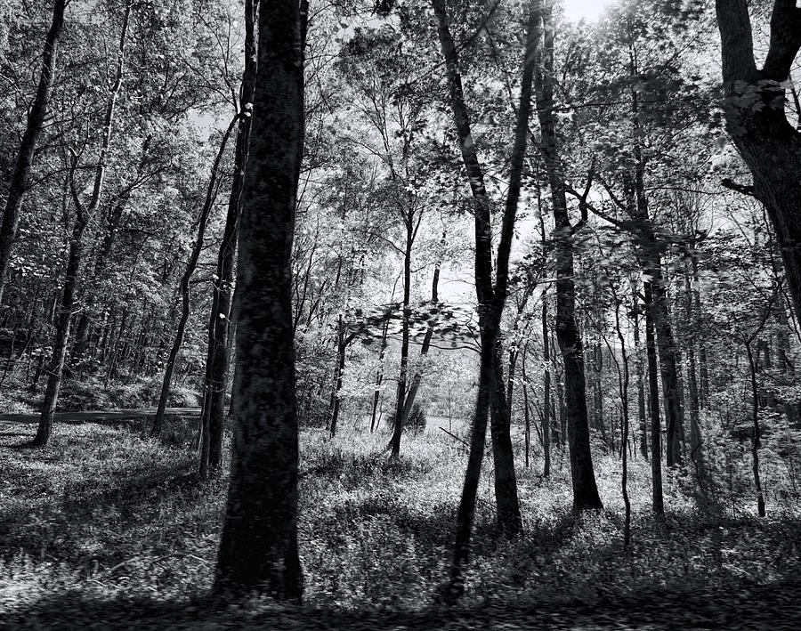 Through The Trees in Black and White Photograph by Kathy Clark