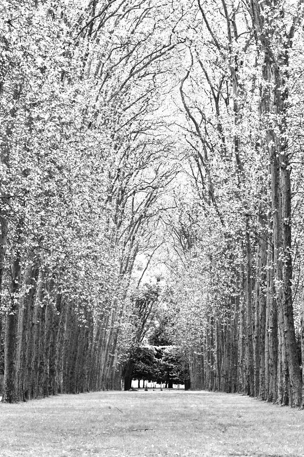Through the Trees Photograph by Maj Seda