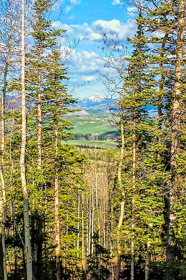 Through the Trees Photograph by Rick Wicker