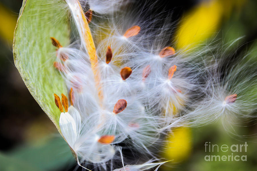 Silky Milkweed in Spring Photograph by George Kenhan
