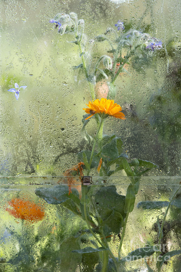 Flower Photograph - Through The Window  by Tim Gainey