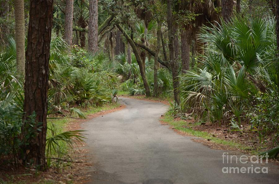 Through The Woods On Hunting Island Photograph by Bob Sample