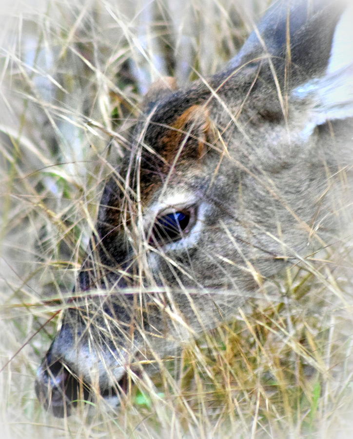 Throught the Grass Buck Photograph by Sheri McLeroy