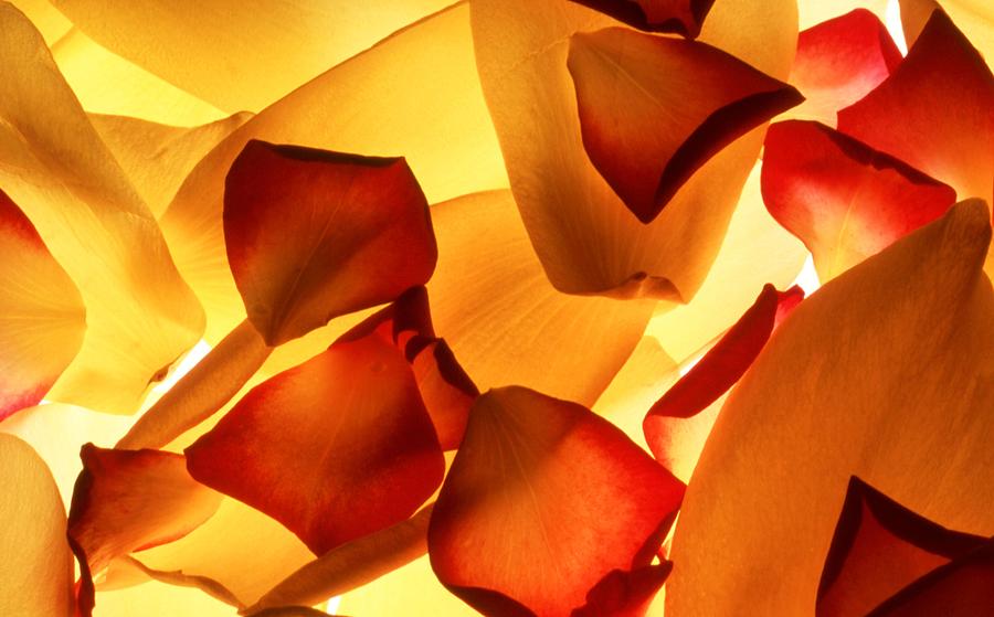 Thrown Petals Photograph by Karen M Blankenship - Fine Art America