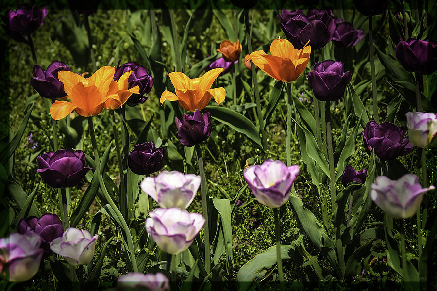 Thru Tulip colored glasses Photograph by LeeAnn McLaneGoetz McLaneGoetzStudioLLCcom