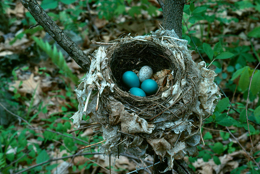Thrush Nest With Cowbird Egg Photograph by Jeffrey Lepore